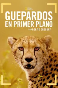 VER Cheetahs Up Close with Bertie Gregory Online Gratis HD
