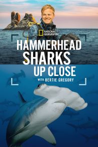 VER Hammerhead Sharks Up Close with Bertie Gregory Online Gratis HD